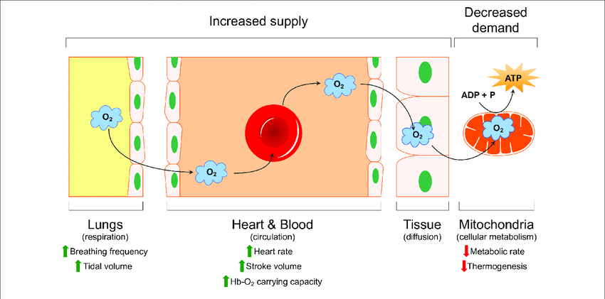 <p>oxygen transport system</p>