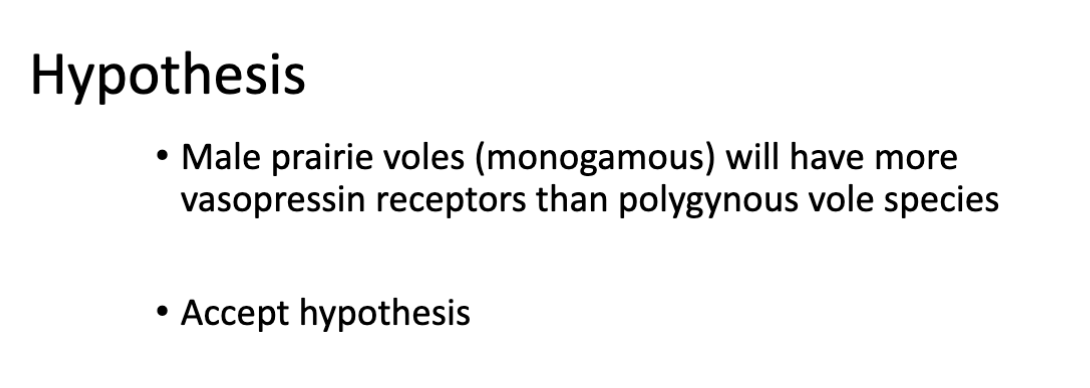 <p>hypoth for vole experiment </p>