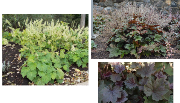 -large, sharply toothed, velvety leaves
-green
-hairy