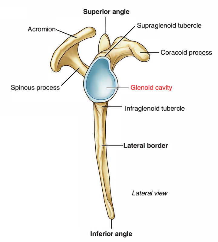 <ul><li><p><strong>Location</strong>: Surrounds the rim of the glenoid cavity.</p></li><li><p><strong>Structure and Role</strong>: A fibrocartilaginous ring that deepens the socket of the glenoid cavity, increasing joint stability.</p></li></ul><p></p>