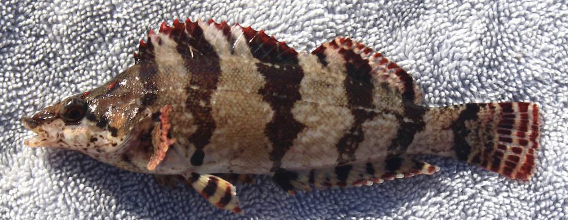 <p>Zaniolepididae</p>