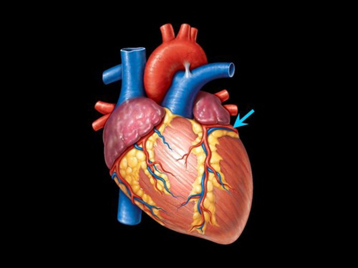 <p>Branches off of left coronary artery</p>