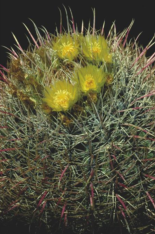 <p>eudicot; Cactaceae; barrel cactus</p>