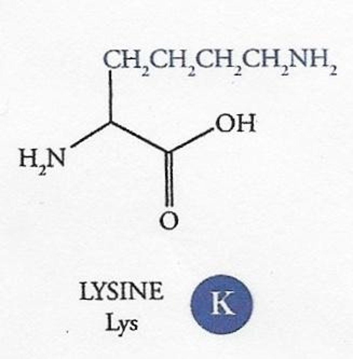 <p>They have an additional amine group in their R group, resulting in a net positive charge when fully ionized.</p>