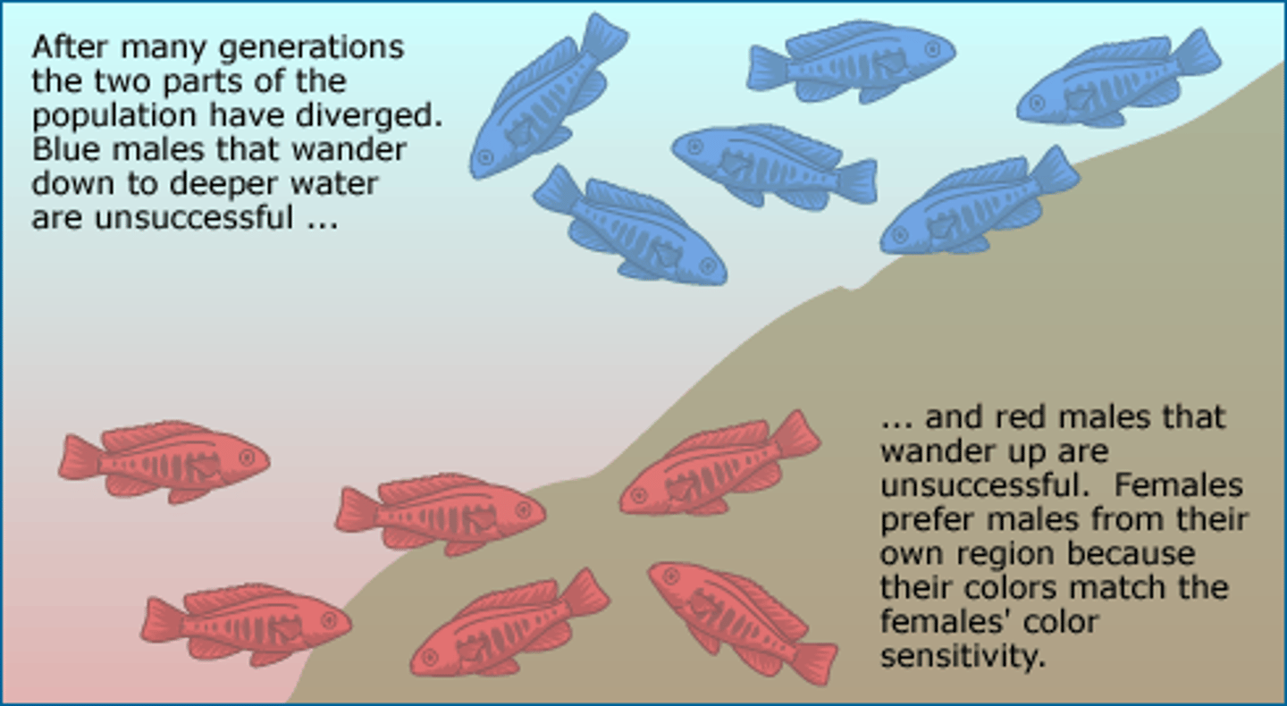 <p>The process by which new species evolve from a single ancestral species by reproductive isolation, whilst both still inhabit the same geographical region.</p>