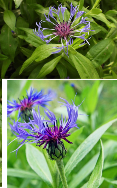 <p>Full Sun</p><p>Cottage gardens</p>