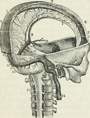 <p>the brain and the spinal cord</p>