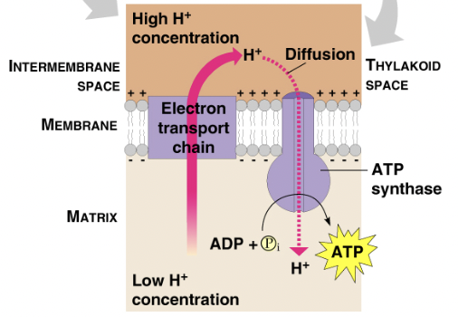 <ul><li><p>Absorbs light energy at 680 nm, requires H2O as a source of electrons, and leads to ATP production</p></li><li><p>Light absorption:&nbsp;</p><ul><li><p>energy from photon gets transferred inward from pigment to pigment until it reaches the reaction center where P680 is</p></li><li><p>The energy towards P680 boosts an electron to a high energy level, which gets passed to a primary acceptor&nbsp;(pheophytin</p></li><li><p>The electron that gets passed to the primary acceptor  is replaced by breaking H2O → byproduct of 1/2O2 and 2H+ ions&nbsp;</p></li></ul></li><li><p>ATP production:&nbsp;</p><ul><li><p>ATP is produced when high energy electrons move down the ETC, releasing energy that pumps the H+ ions into the thylakoid&nbsp;</p></li><li><p>This builds a H+ gradient (along with the H+ ion from water splitting)</p></li><li><p>This ion gradient passes ions to ATP synthase, driving ATP production in chemiosmosis</p></li><li><p>more ATP is needed than NADPH</p></li></ul></li></ul><p></p>