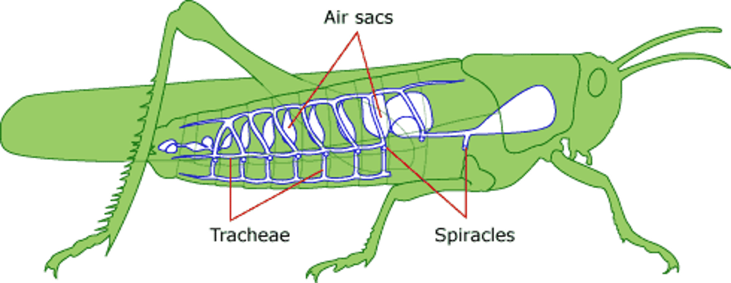 <p>Trachea</p>