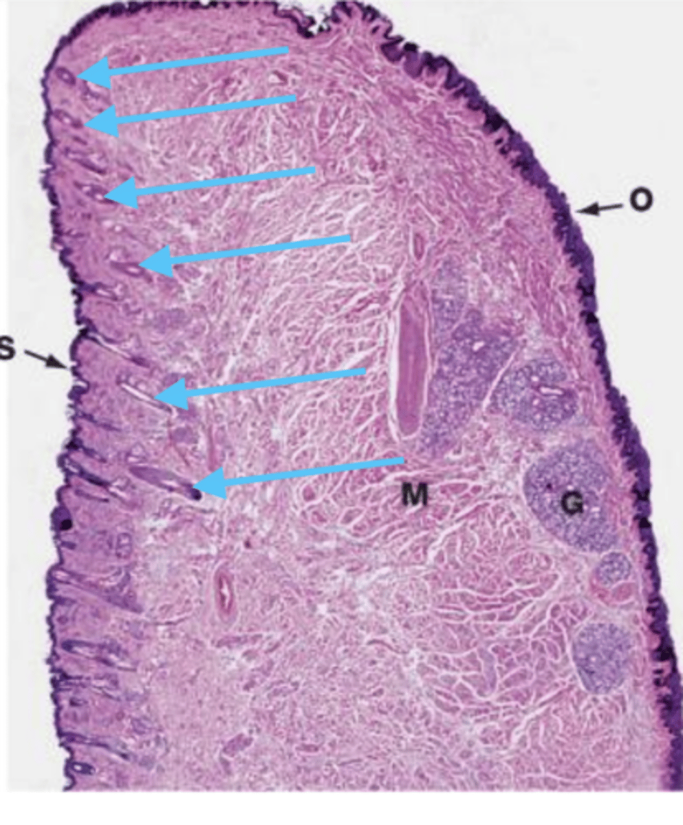 <p>what are these structures?</p>