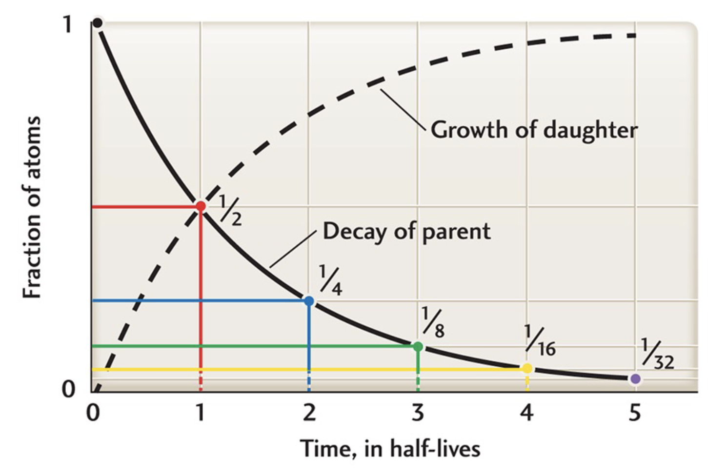 <p>length of time required for <strong>one</strong> <strong>half</strong> of <strong>original</strong> number of <strong>parent</strong> atoms to be <strong>transformed</strong> into <strong>daughter</strong> atoms</p><ul><li><p>parent isotope decays into daughter at <strong>constant</strong> <strong>rate</strong> → <strong>exponents of 2</strong></p></li><li><p>As <strong>parent</strong> <strong>decays</strong>, amount of <strong>daughter</strong> isotope <strong>grows</strong> (<strong>preserves</strong> <strong>same</strong> <strong>number</strong> of overall atoms)</p></li></ul>