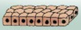 <p>1 layer of roundish/squarish epithelial cells. Can be found in the kidneys </p>