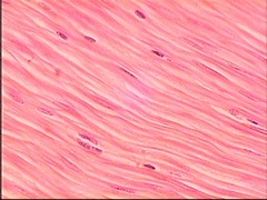 elasticity, contractility, support (involuntary)
spindle shaped, mononucleated, not striated
found in: walls of visceral organs