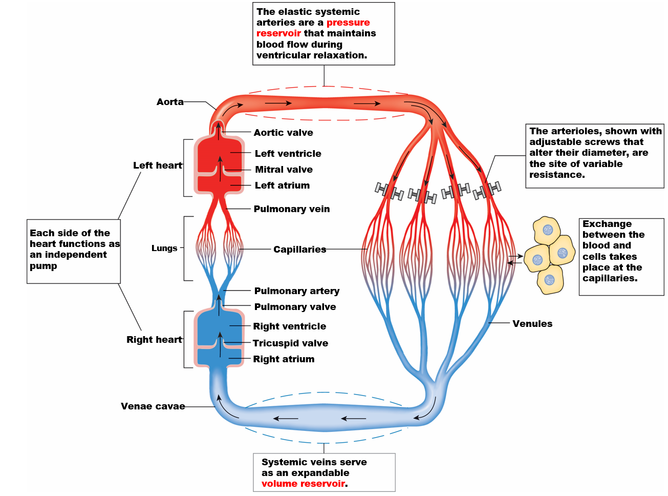 <p><strong>arteries</strong>: elastic, pressure reservoir</p><p><strong>arterioles</strong>: site of variable resistance, adjust diameter</p><p><strong>capillaries</strong>: exchange, low velocity</p><p><strong>veins</strong>: volume reservoir, constrict to push more blood through</p>