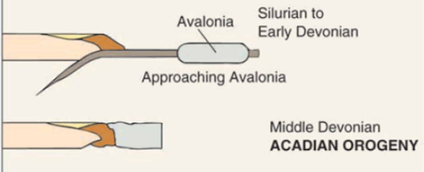 <p>An episode of mountain building in the northern Appalachians during the Devonian Period where Avalonia and Laurentia collide, with Avalonia subducting.</p>