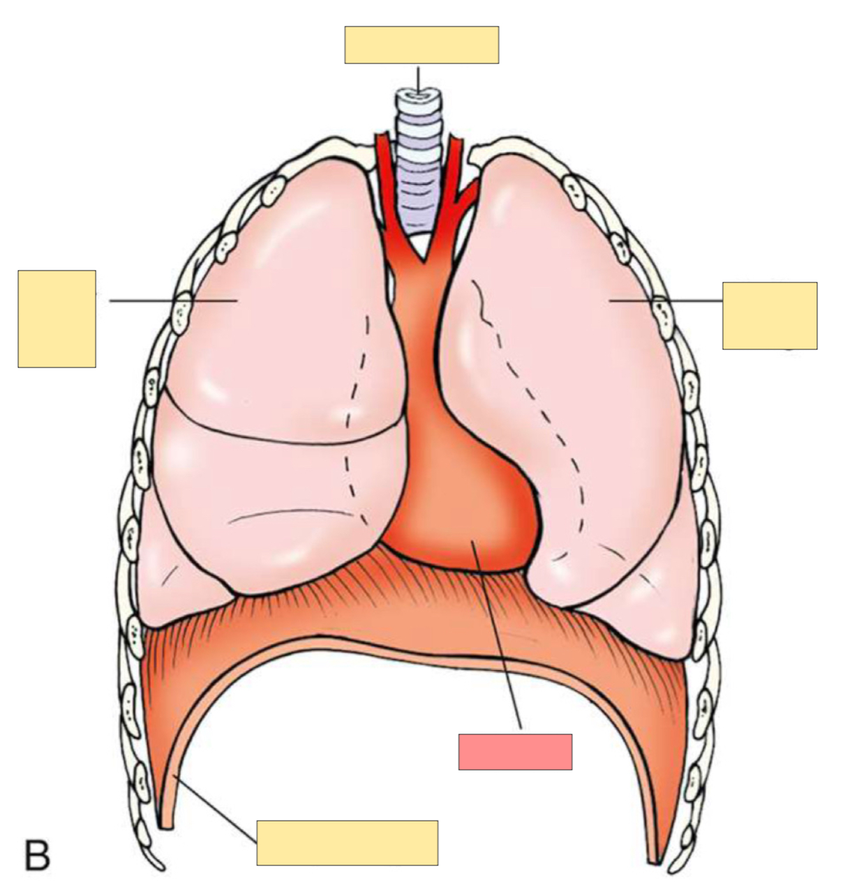 <p>What organ is this? </p>