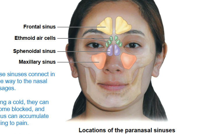 <p>frontal sinus, ethmoid air cells, sphenoidal sinus, maxillary sinus</p>