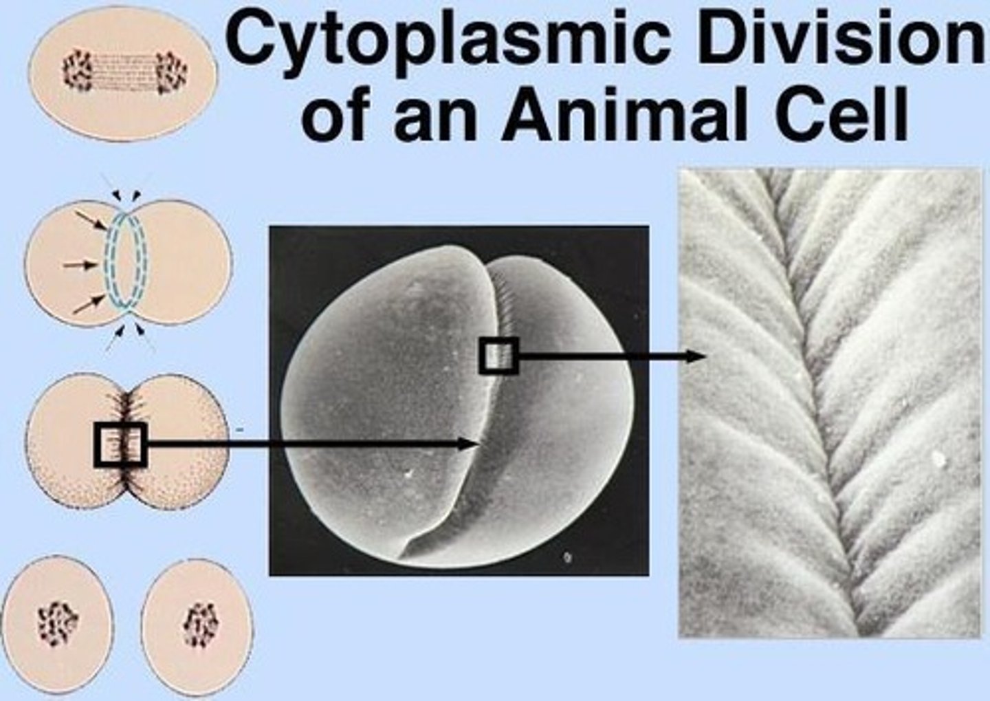 <p>Cytoplasm divides, forming two daughter cells.</p>