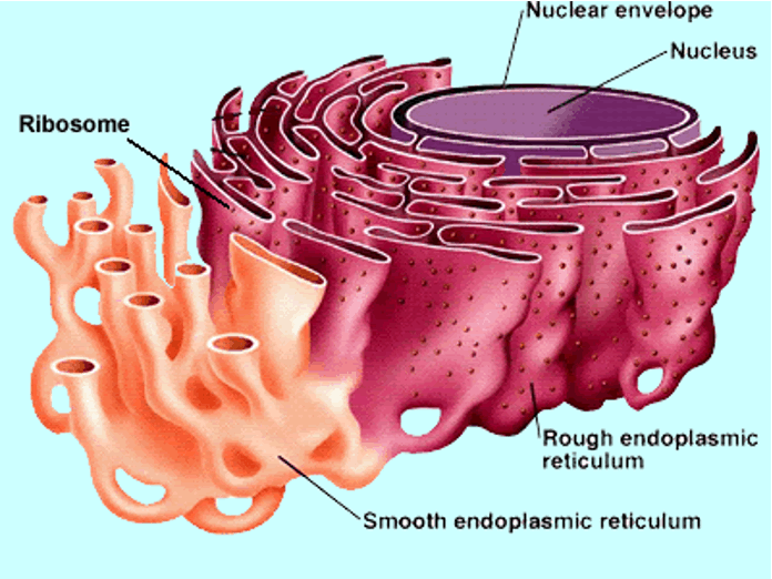 <p>Interconnecting system of thin membranes dividing the cytoplasm into compartments and channels - intercellular transporting system.</p>