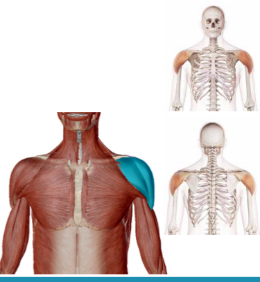 <p>Welke spier is dit</p>