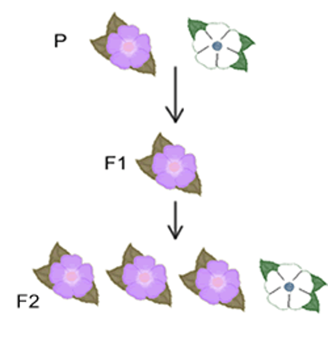 <p>Offspring of crosses between parents with different traits</p>