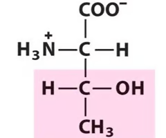<p>What Amino Acid is This?</p>