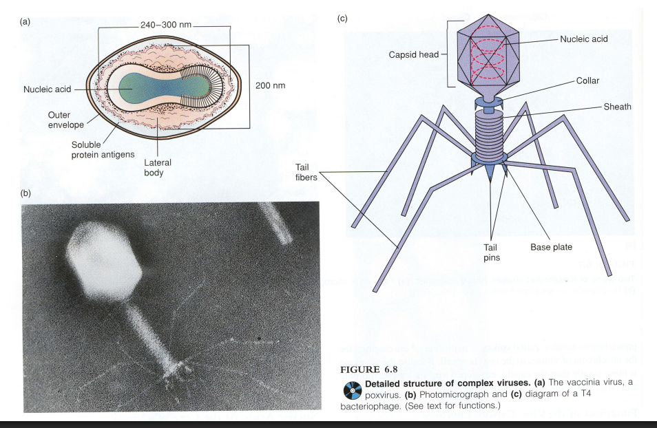 <p>poxviruses: very large w DNA, lack regualr cpasid but have multiple layers of lipoproteins, coarse surface fibrils</p><p>bacteriophage: polyhedral head, helical tail , and fibers for attachment to the host cells </p>