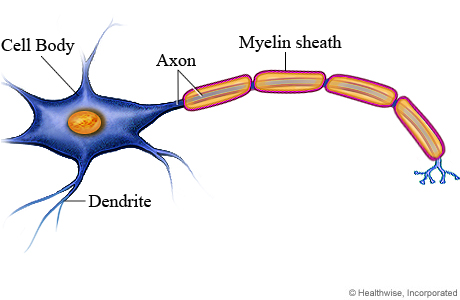 <p>Fatty substances made by glial cells that <strong>coat the axons</strong> on neurons to insulate, <strong>protect</strong>, and speed up neural impulse. Clean up waste and dead neurons</p>