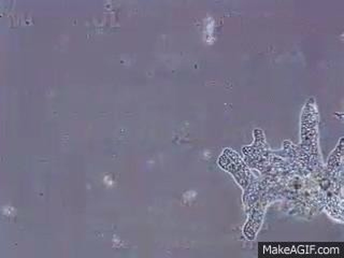 <p>Unicellular, polyphyletic organisms that have 'pseudopods', which are temporary 'arm like' projections of the cell membrane used for motility and ingestion, allowing the cells to change shape. Example: Amoeba proteus.</p>