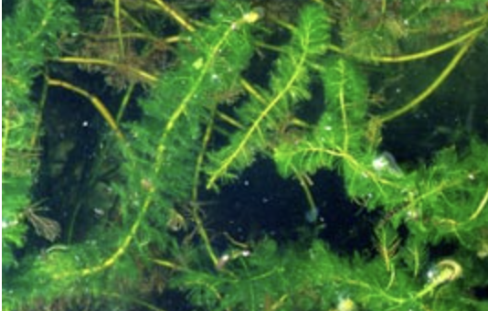 <p>origin: Eurasia</p><p>effect: crowds out native species</p><p>introduction: unclean trailers</p><p>distribution: most of continental U.S.</p><p>importance: low O2</p><p>ecology: eaten by fish, beetles</p><p>reproduction: fragmentation</p>