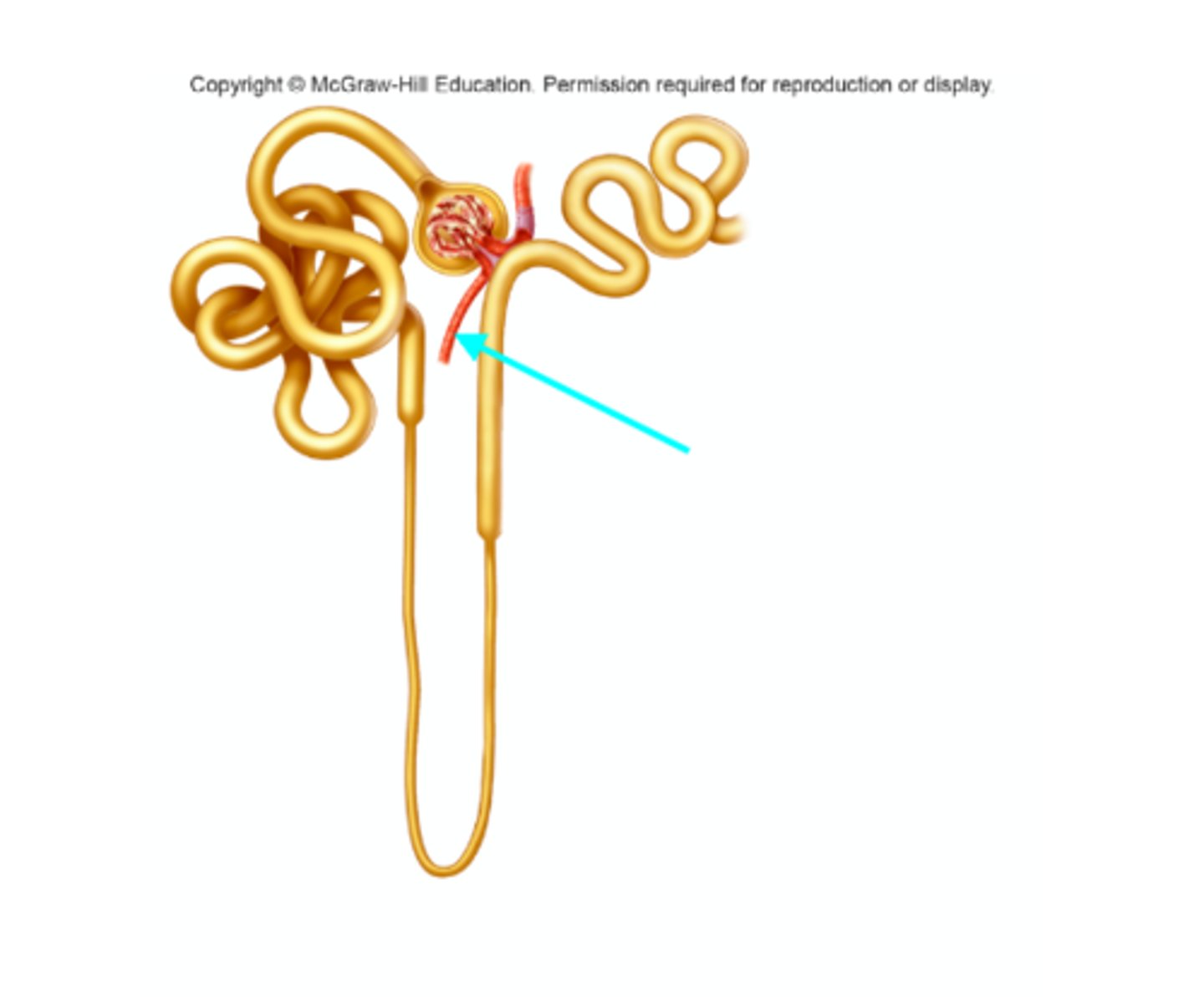 <p>What structure of the kidneys is the blue arrow pointing at?</p>