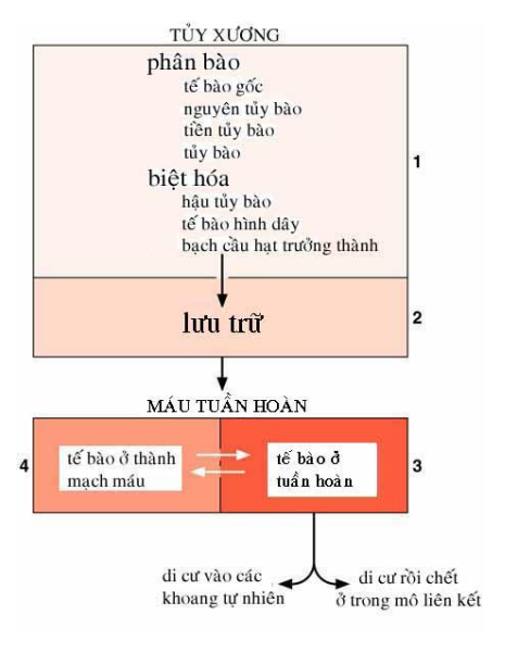 <p>Ở tủy xương BC hạt được tạo ra và lưu trữ qua các giai đoạn:</p><p>-Có phân bào: TB gốc→nguyên bào tủy→tiền tủy bào→tủy bào</p><p>-Không có phân bào:Tủy bào→hậu tủy bào→Tb hình dây→BC hạt trg thành</p><p>Các tế bào này di chuyển linh động ở giữa thành mạch và tuần hoàn(máu)</p><p>Di cư vào mô lk hoặc khoang tự nhiên→tiêu diệt vk rồi chết(đang ở tuần hoàn nó ms di cư được)</p>