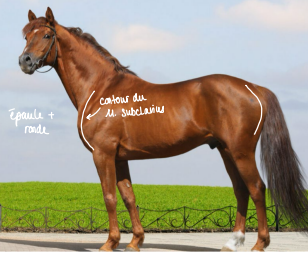 <p>Que chez <u>Pfd</u></p><ul><li><p>U : 1er et 4ème cartilages costaux</p></li><li><p>A : Tire sur M. supraspinatus (clavicule)</p></li><li><p>F : Forme la ligne du contour de l’épaule</p><ul><li><p>→ Rd qui n’a pas = pointu (Pfd = arrondi)</p></li></ul></li></ul><p></p>