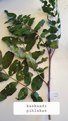 Sorbus cascadensis