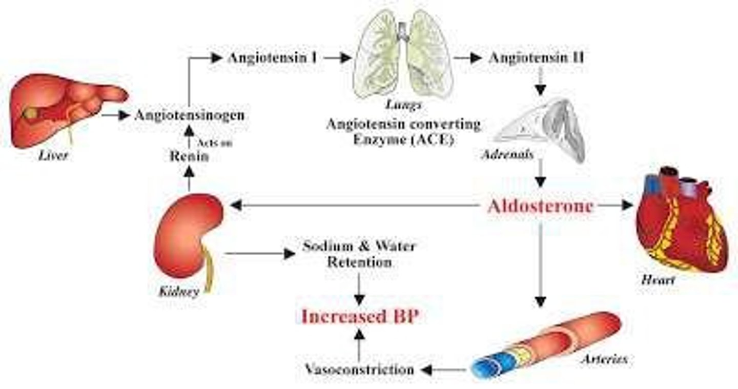 <p>The renin-angiotensin pathway is activated by low intravascular volume or low serum sodium, leading to the production of angiotensin II, which stimulates aldosterone secretion.</p>