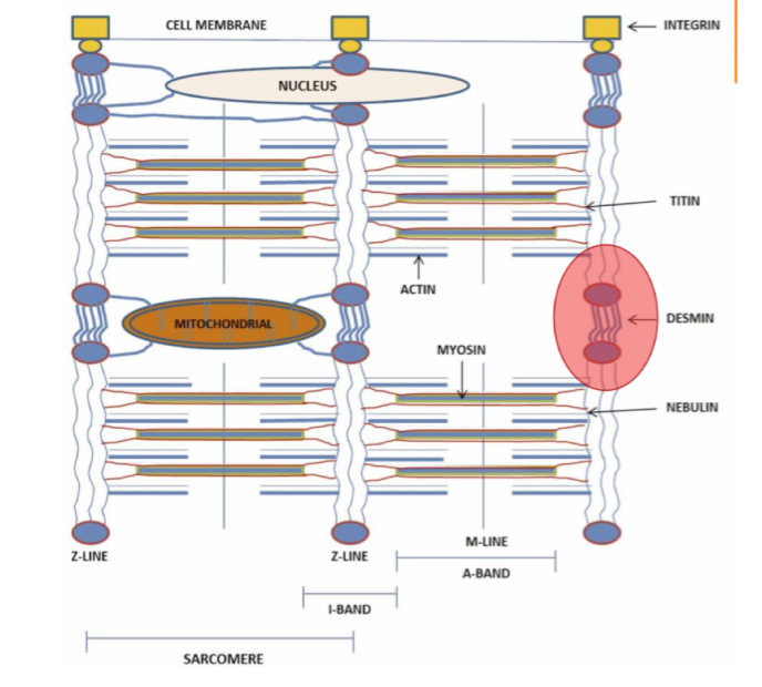 Intermediate filaments
Stabilizes the sarcomere 