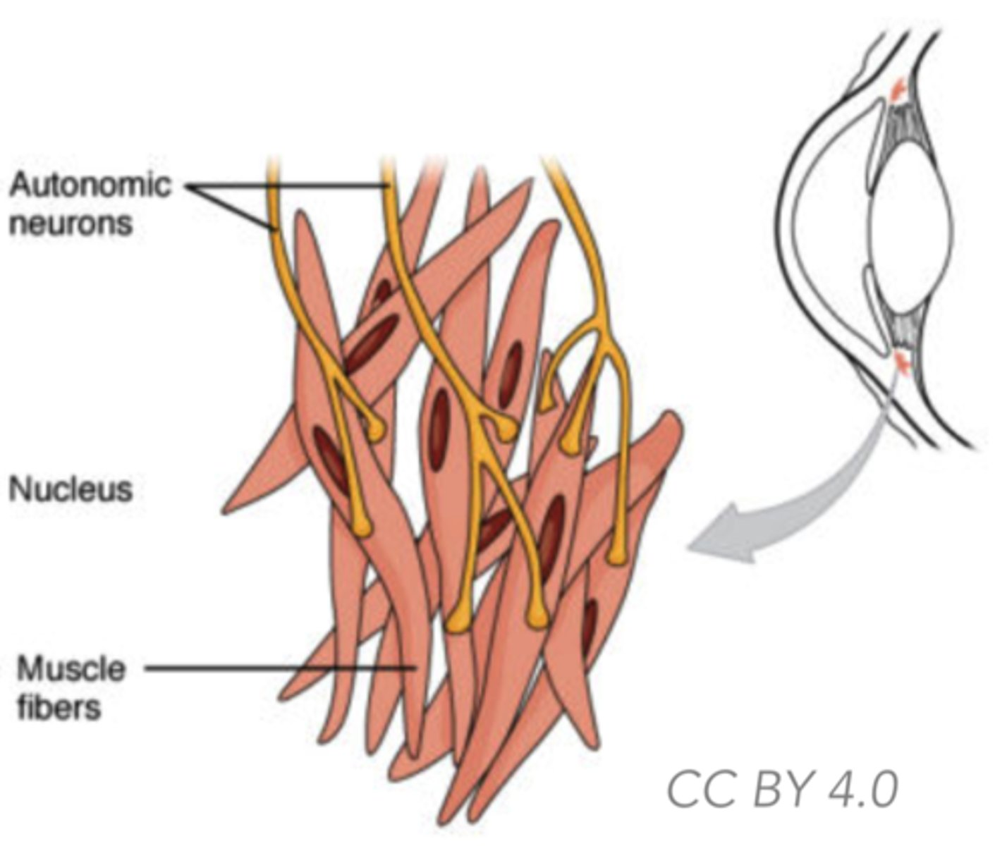 <p>Involuntary muscle</p>