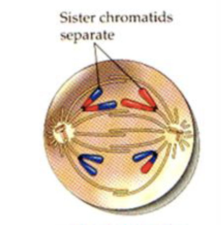 <ul><li><p>motor proteins pull sister chromatids apart at the centromere</p></li><li><p>the split chromatids begin moving towards the opposite ends of the cell </p><ul><li><p>split chromatids are not identical </p></li></ul></li></ul><p></p>