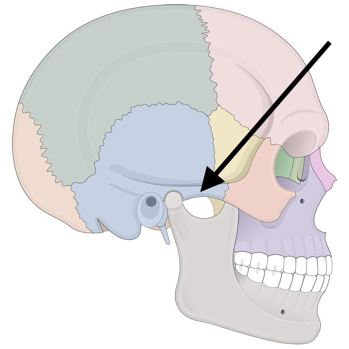 <p>Name the bone</p>