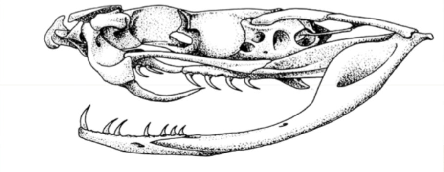 <p>movable hollow fangs located on front of maxllae; vipers, pit vipers</p><p></p>