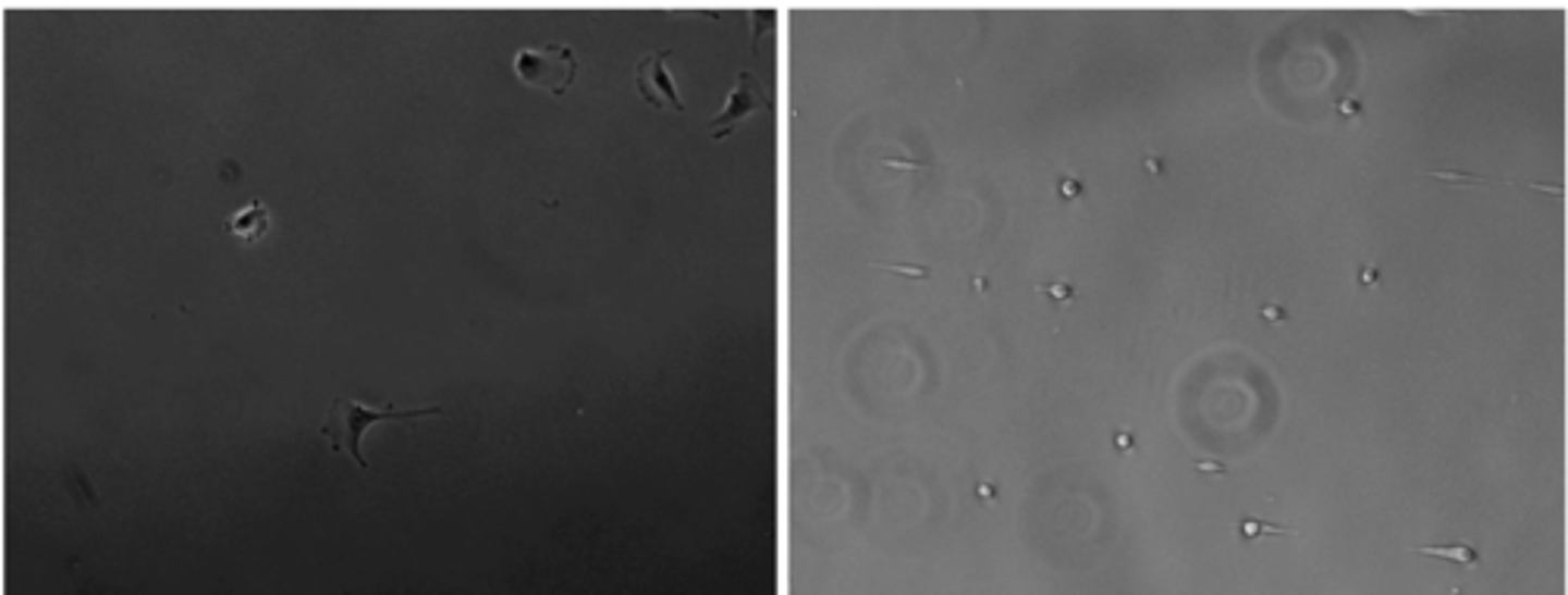 <p>cell behavior?</p>