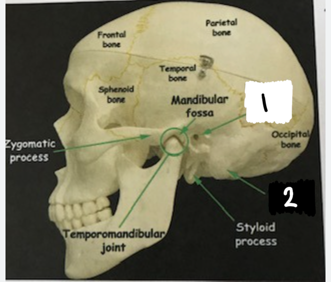<p>Label these two structures that are apart of the skull</p>