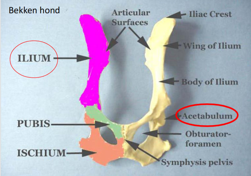 <p>links: </p><ul><li><p> os luim (iluim of darmbeen)</p></li><li><p>os pubis (pubis of schaambeen)</p></li><li><p>os ischii (ischium of zitbeen)</p></li></ul><p></p><p>  rechts: acetabulum     rechtsboven: iliumvleugel</p><p></p>