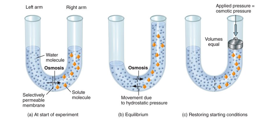 <p>the movement of a solvent through a selectively permeable membrane from high to low conc. (only occurs when the membrane is permeable to water but not certain solutes)</p>