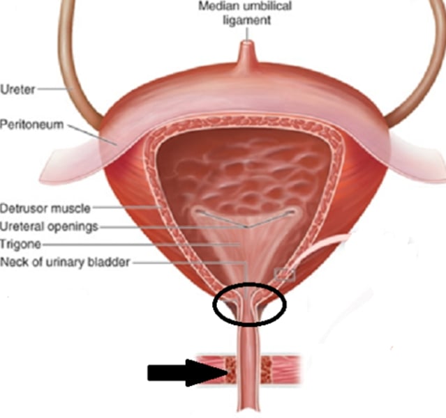 <p>regulates involuntary control of urine</p>