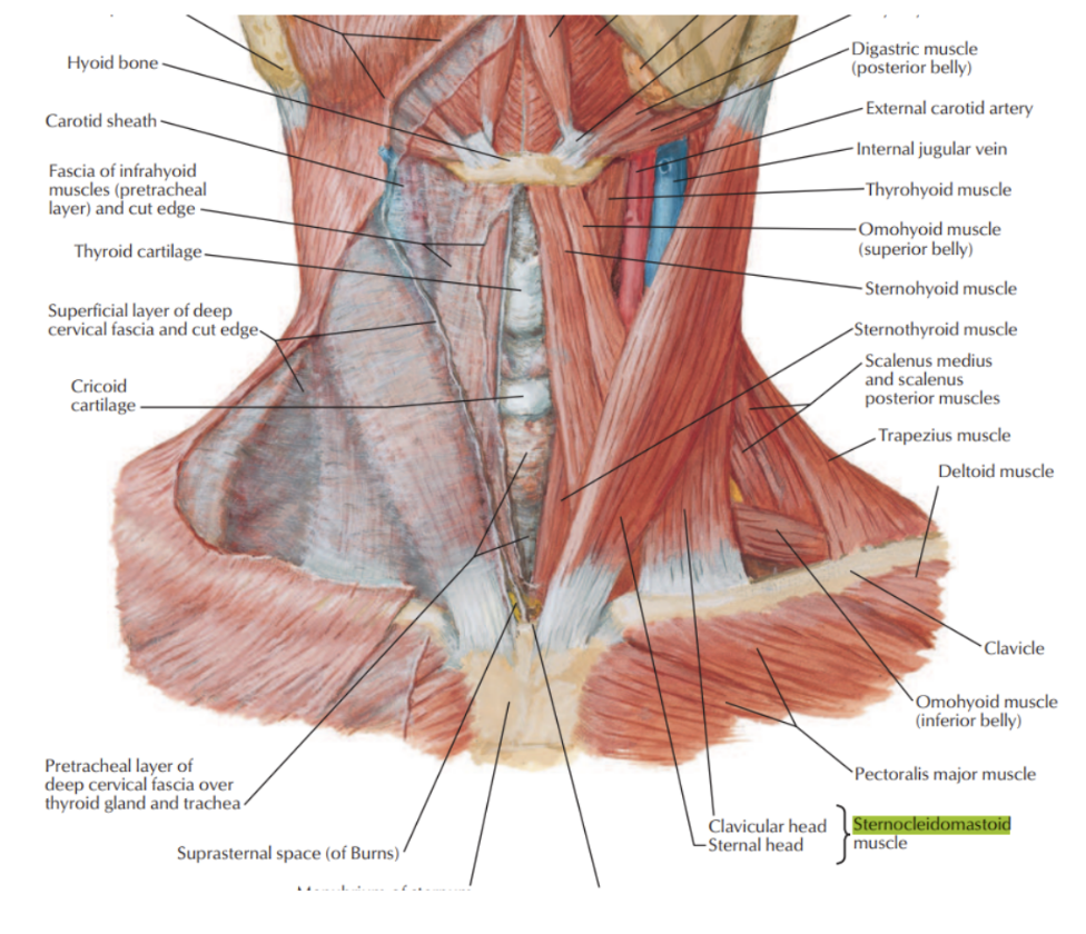 <ul><li><p>Origin —</p><ul><li><p>Sternal head</p><ul><li><p>Upper part of anterior surface of manubrium of sternum</p></li></ul></li><li><p>Clavicular head</p><ul><li><p>Superior surface of medial one-third of clavicle</p></li></ul></li></ul></li><li><p>Insertion —</p><ul><li><p>Sternal head —</p><ul><li><p>Lateral one-half of superior nuchal line</p></li></ul></li><li><p>Clavicular head —</p><ul><li><p>Lateral surface of mastoid process</p></li></ul></li></ul></li><li><p>Innervation —</p><ul><li><p>Accessory nerve (XI) and branches from anterior rami</p></li></ul></li></ul>