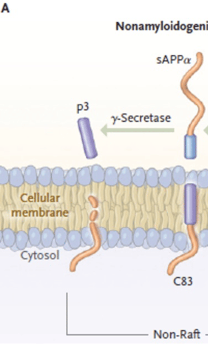 <p>y-secretase cleaves C83</p><p>Produces p3 (no effects)</p>