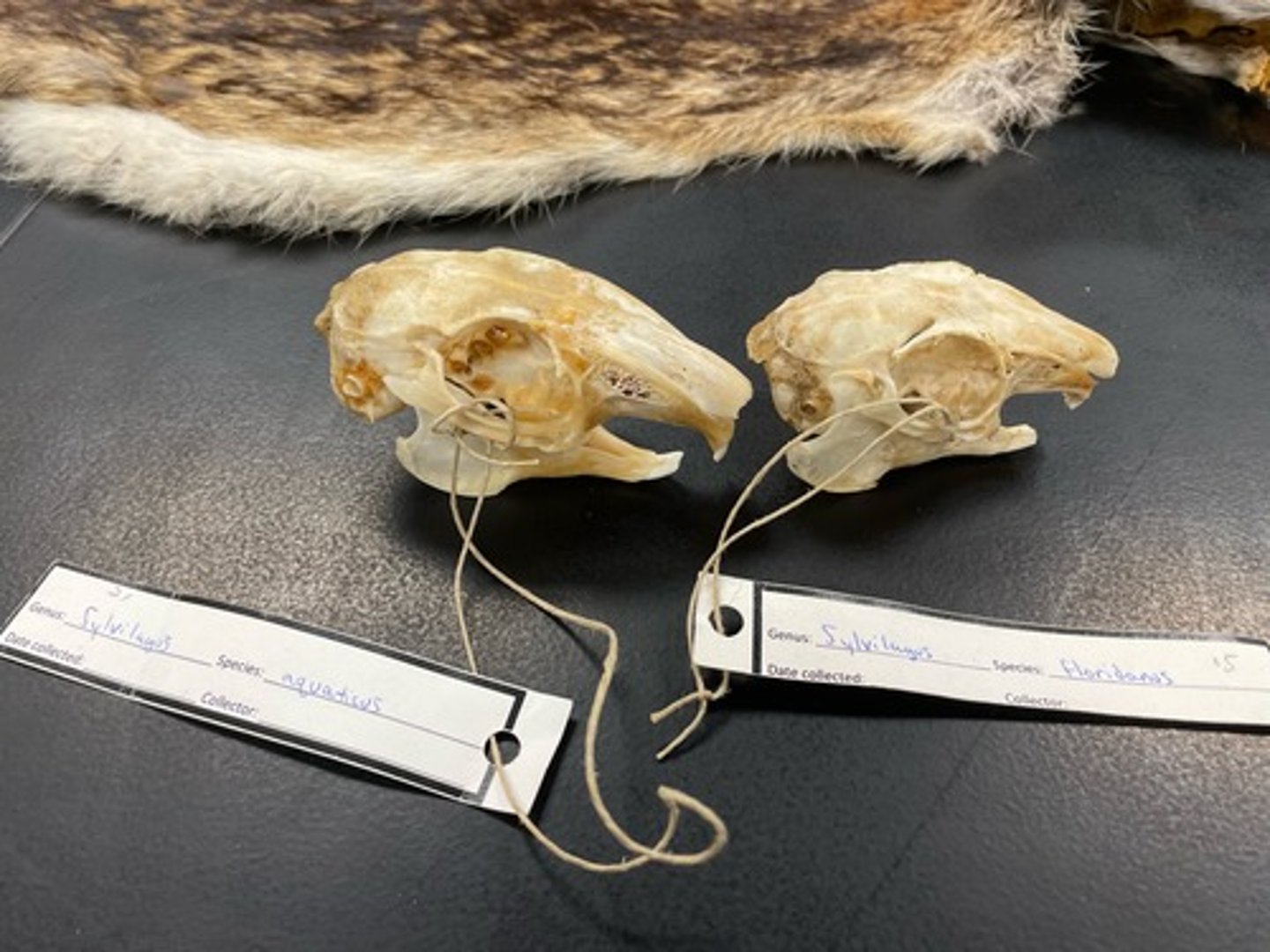 <p>Skull differences</p>