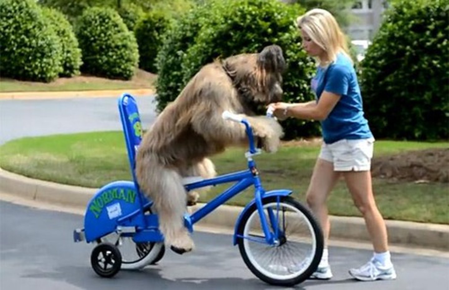 <p>to ride a bicycle</p>