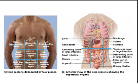 
1. **right hypochondriac region** (liver, gallbladder)
2. **right lumbar region** (ascending colon of the large intestine)
3. **right iliac** (**inguinal) region** (cecum, appendix)

   \-
4. **epigastric region** (stomach)
5. **umbilical region** (small intestine, transverse colon of large intestine)
6. **hypogastric (pubic) region** (urinary bladder)

   \-
7. **left hypochondriac region** (diaphragm, spleen)
8. **left lumbar region** (descending colon of the large intestine)
9. **left iliac (inguinal) region** (initial part of sigmoid colon) 